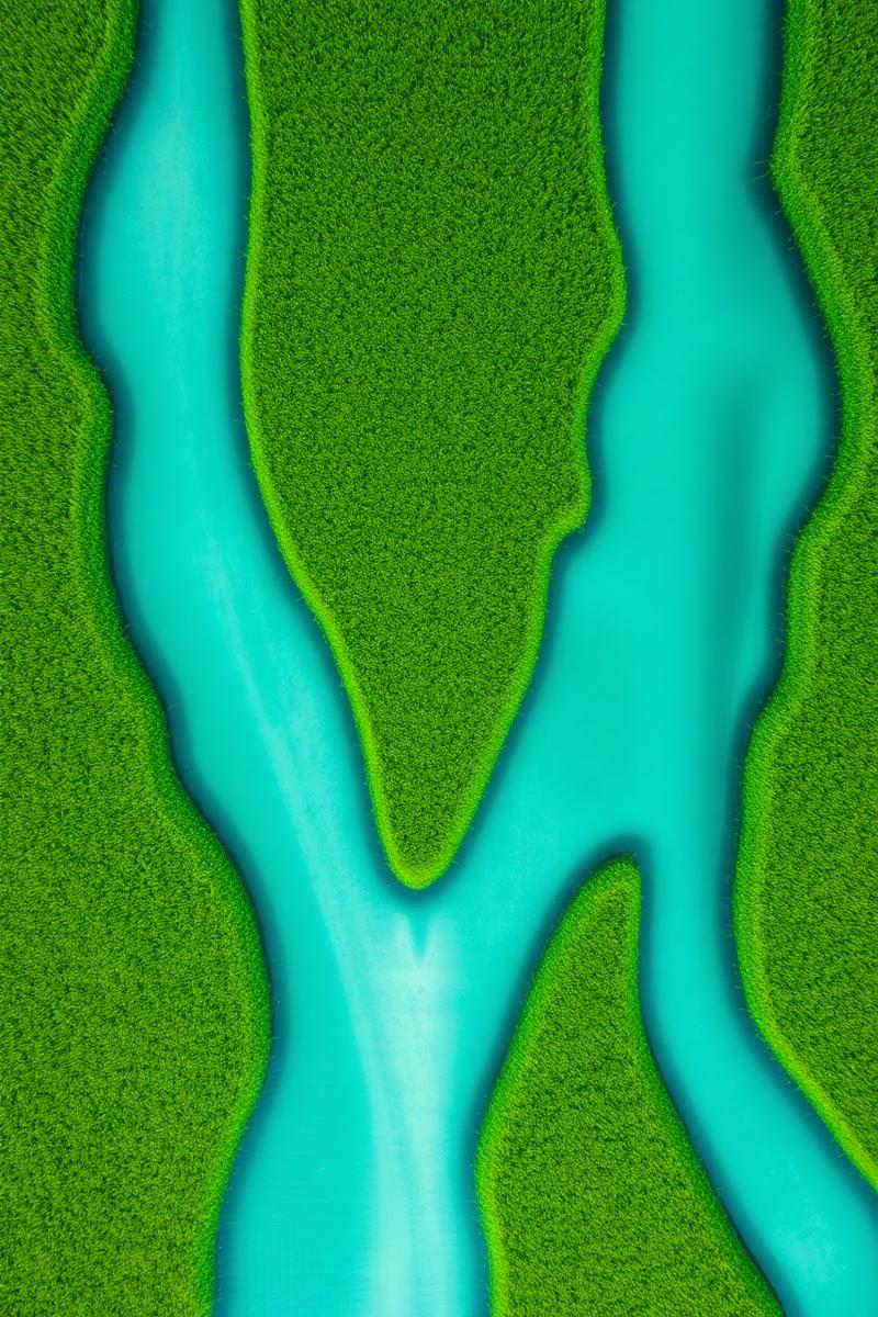 Underwater eelgrass beds in shallow coastal water